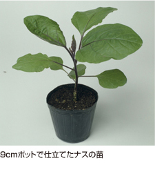 ナス 袋栽培でつくれる野菜 袋で野菜をつくろう タキイ種苗株式会社