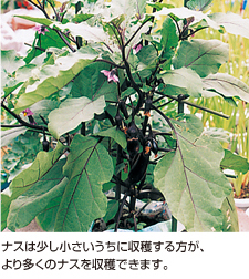ナス 袋栽培でつくれる野菜 袋で野菜をつくろう タキイ種苗株式会社