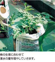 スイカ 袋栽培でつくれる野菜 袋で野菜をつくろう タキイ種苗株式会社