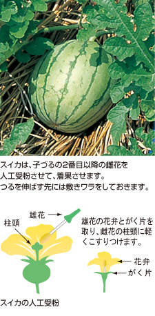 スイカ 袋栽培でつくれる野菜 袋で野菜をつくろう タキイ種苗株式会社