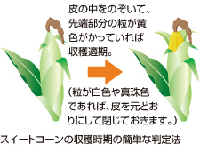 スイートコーン 袋栽培でつくれる野菜 袋で野菜をつくろう タキイ種苗株式会社