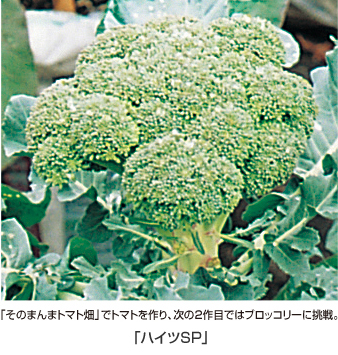 ブロッコリー ｜ 袋栽培でつくれる野菜 ｜ 袋で野菜をつくろう