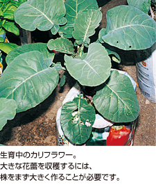 生育中のカリフラワー。大きな花蕾を収穫するには、株をまず大きく作ることが必要です。
