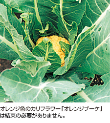 オレンジ色のカリフラワー「オレンジブーケ」は結束の必要がありません。