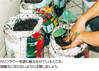 カリフラワーを袋に植え付けているところ。深植えにならないように注意しましょう。