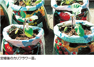 定植後のカリフラワー苗。
