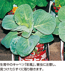 生育中のキャベツ「彩風」。害虫に注意し、見つけたらすぐに取り除きます。