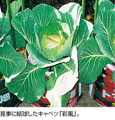 見事に結球したキャベツ「彩風」。