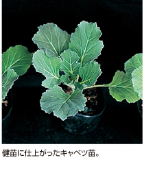 健苗に仕上がったキャベツ苗。