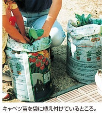 キャベツ苗を袋に植え付けているところ。