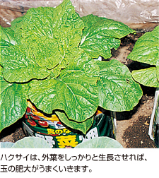 ハクサイは、外葉をしっかりと生長させれば、玉の肥大がうまくいきます。