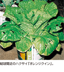 結球間近のハクサイ「オレンジクイン」。
