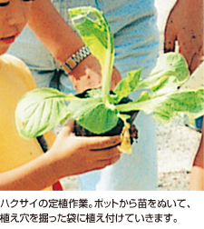 ハクサイの定植作業。ポットから苗をぬいて、植え穴を掘った袋に植え付けていきます。