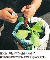 植え付け後、株の周囲4カ所に粒状の有機配合肥料を約30g与えます。
