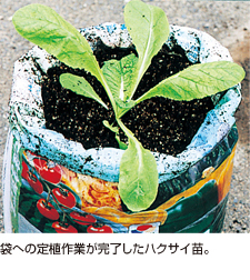 袋への定植作業が完了したハクサイ苗。