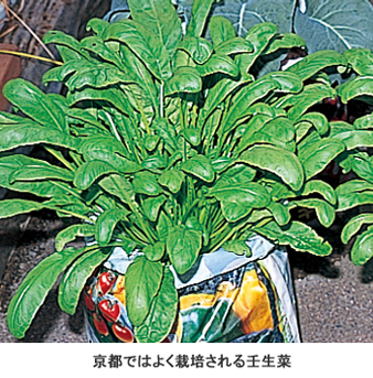 京都ではよく栽培される壬生菜