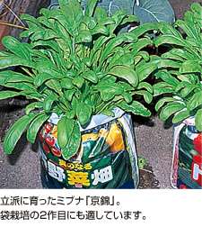 立派に育ったミブナ「京錦」。袋栽培の2作目にも適しています。
