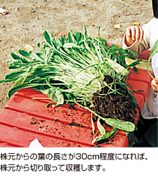 株元からの葉の長さが30cm程度になれば、株元から切り取って収穫します。