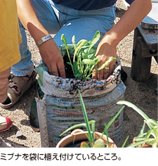 ミブナを袋に植え付けているところ。