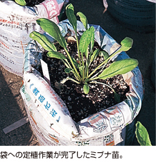 袋への定植作業が完了したミブナ苗。