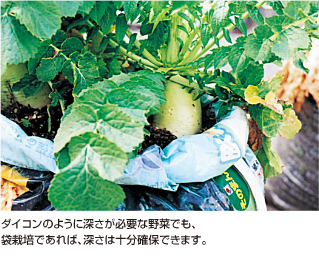 ダイコン 袋栽培でつくれる野菜 袋で野菜をつくろう タキイ種苗株式会社