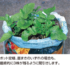 ダイコン 袋栽培でつくれる野菜 袋で野菜をつくろう タキイ種苗株式会社