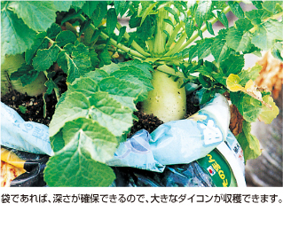 ダイコン 袋栽培でつくれる野菜 袋で野菜をつくろう タキイ種苗株式会社