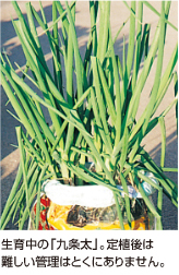 ネギ 袋栽培でつくれる野菜 袋で野菜をつくろう タキイ種苗株式会社