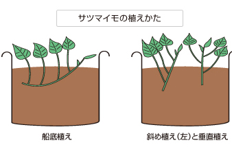 サツマイモ 袋栽培でつくれる野菜 袋で野菜をつくろう タキイ種苗株式会社