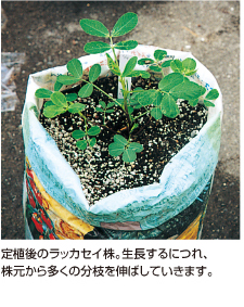 ラッカセイ 落花生 袋栽培でつくれる野菜 袋で野菜をつくろう タキイ種苗株式会社