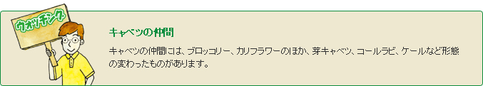 キャベツの仲間