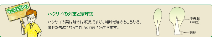 ハクサイの外葉と結球葉