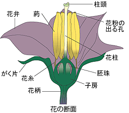 タキイの野菜 タキイ種苗