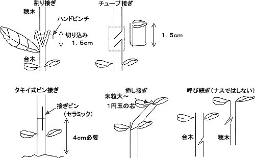 タキイの野菜 タキイ種苗