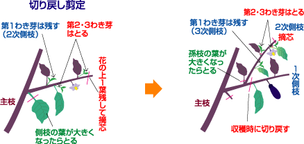 タキイの野菜 タキイ種苗