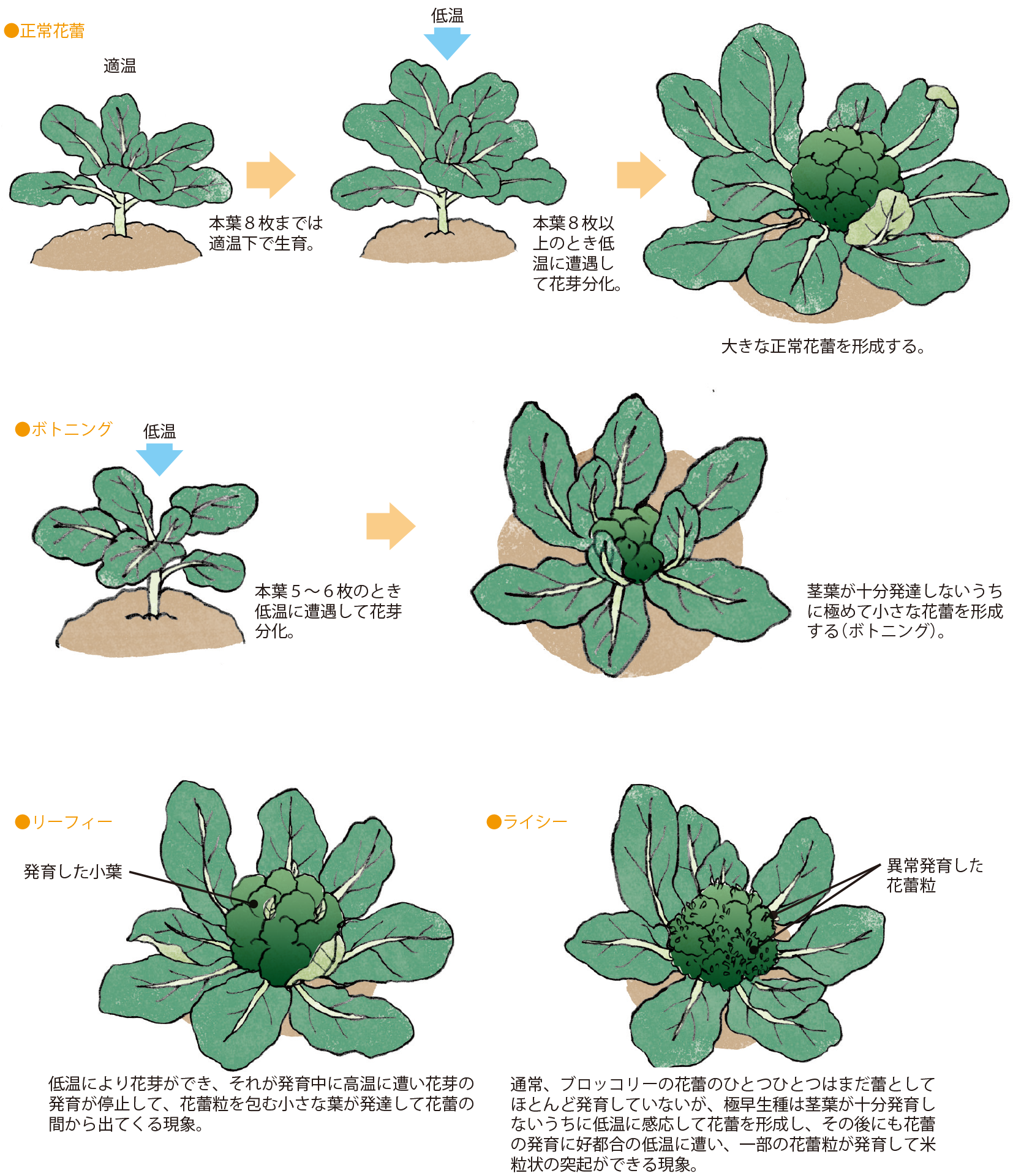 ブロッコリー イラスト家庭菜園 調べる タキイ種苗株式会社