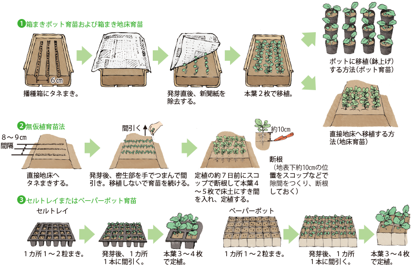 ブロッコリー イラスト家庭菜園 調べる タキイ種苗株式会社