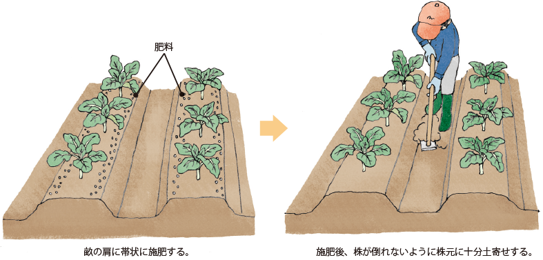 第5図　追肥・中耕と土寄せ