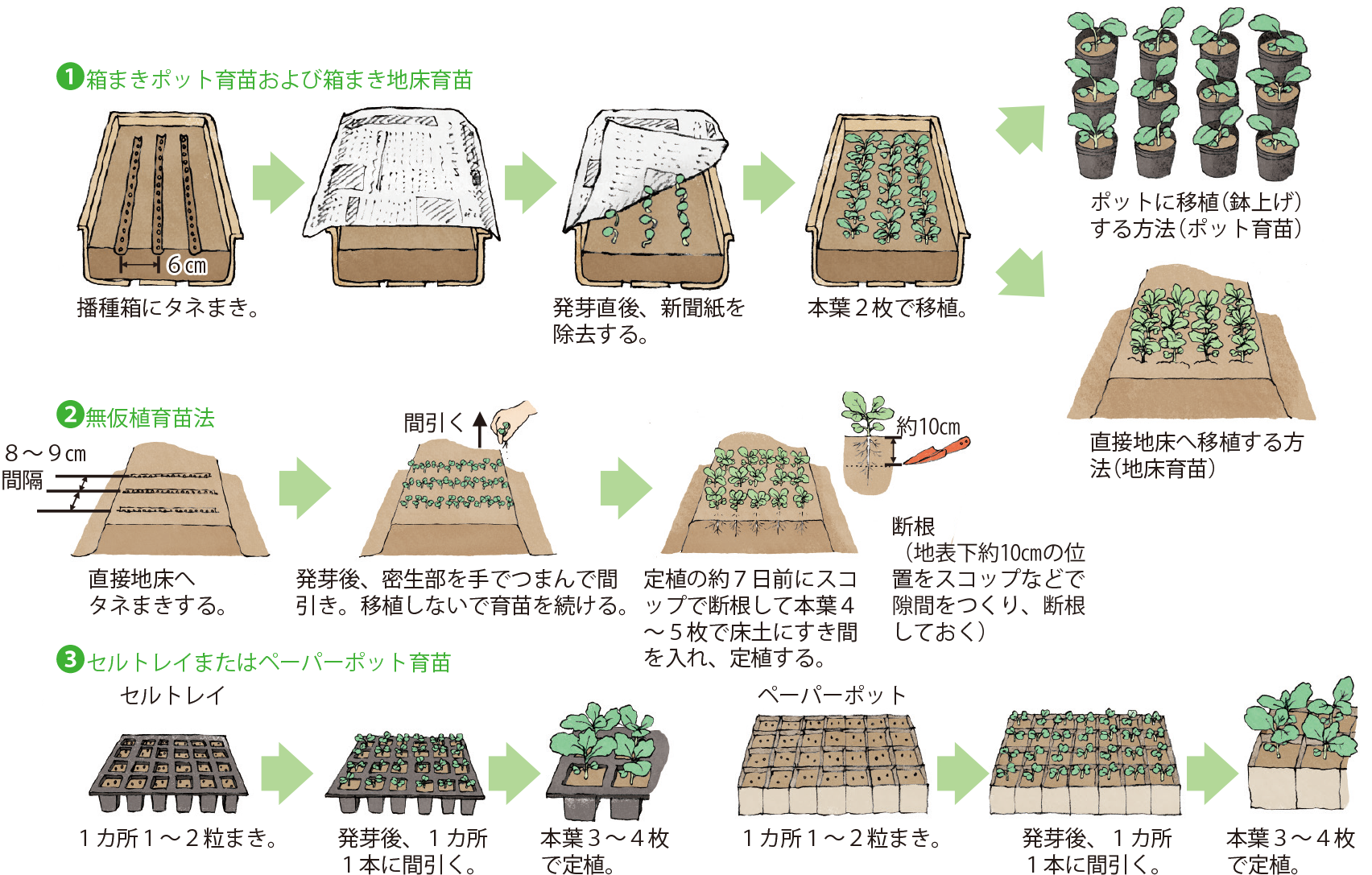 キャベツ イラスト家庭菜園 調べる タキイ種苗株式会社