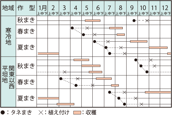 キャベツ イラスト家庭菜園 調べる タキイ種苗株式会社