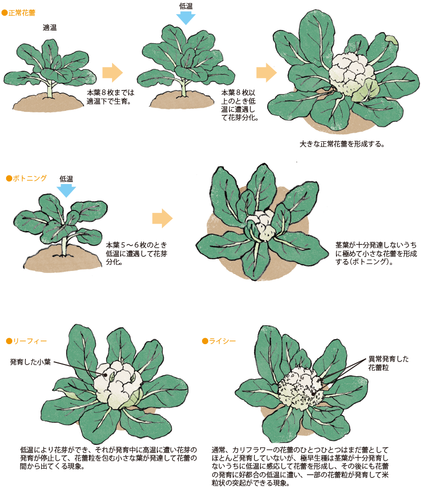 第2図　異常花蕾の種類