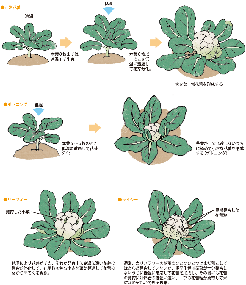 カリフラワー イラスト家庭菜園 調べる タキイ種苗株式会社