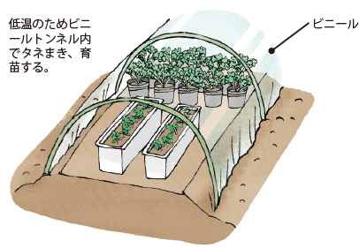 2図　セルリーの春まき栽培でのタネまきと育苗