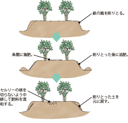 セルリー イラスト家庭菜園 調べる タキイ種苗株式会社