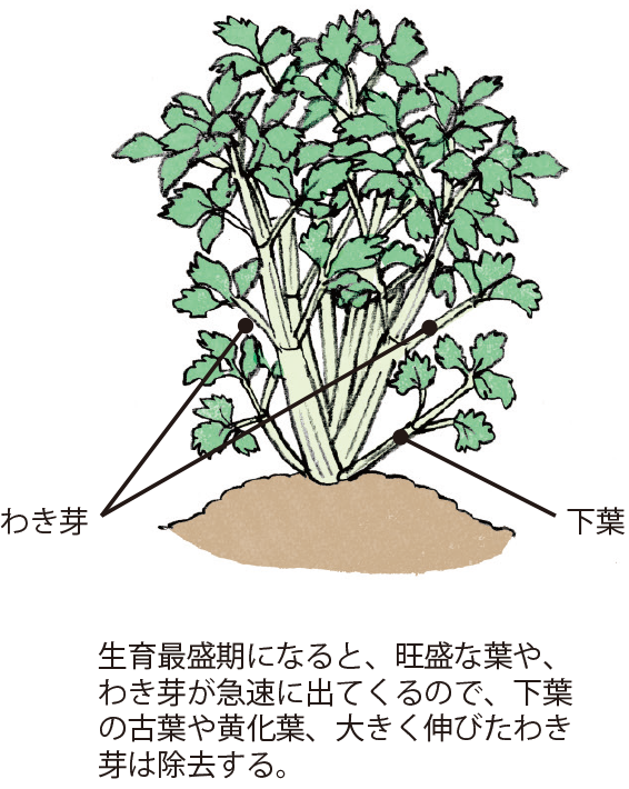 セルリー イラスト家庭菜園 調べる タキイ種苗株式会社