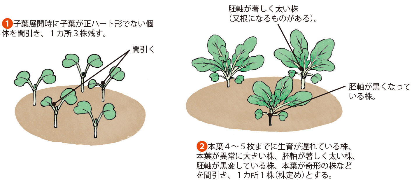 ダイコン イラスト家庭菜園 調べる タキイ種苗株式会社