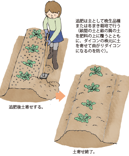 第4図　ダイコンの追肥と土寄せ