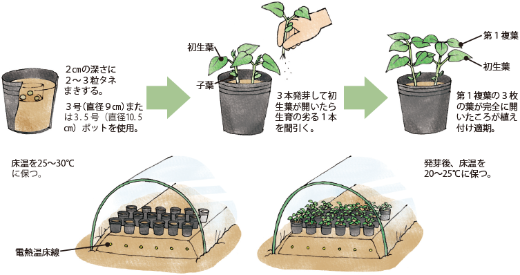 エダマメ イラスト家庭菜園 調べる タキイ種苗株式会社