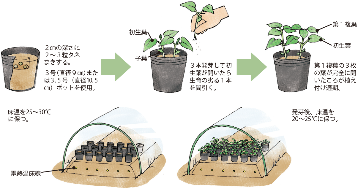 エダマメ イラスト家庭菜園 調べる タキイ種苗株式会社