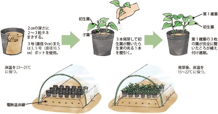 インゲンマメ イラスト家庭菜園 調べる タキイ種苗株式会社